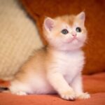 Gold gradient cat