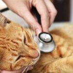 How Often Do You Take a Cat to the Vet