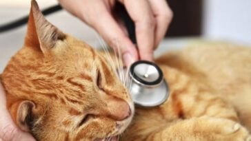 How Often Do You Take a Cat to the Vet