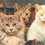 The Most Popular Cat Breeds