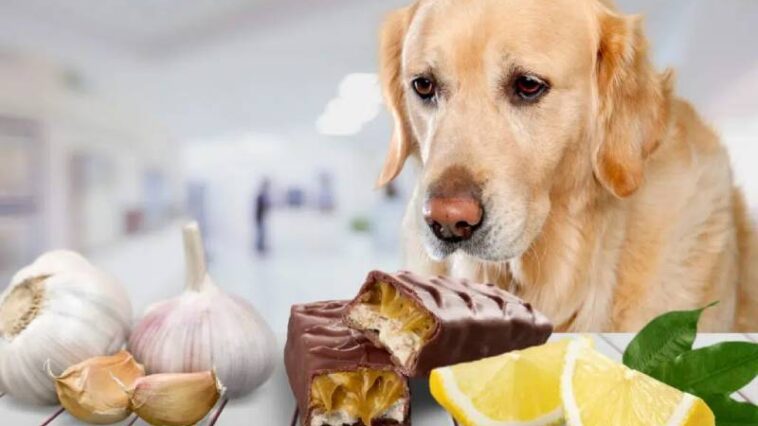 What Foods Are Bad For Dogs