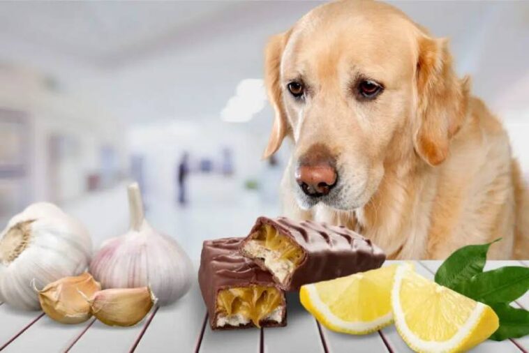 What Foods Are Bad For Dogs