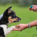 What is the Best Way to Train a Dog