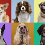 dog breeds