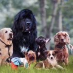 dog breeds how to choose