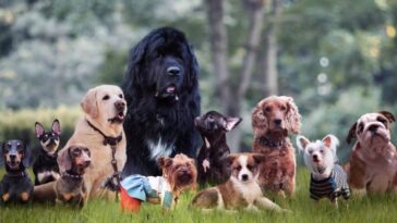 dog breeds how to choose