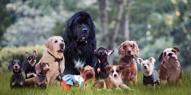 dog breeds how to choose