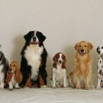 dog breeds-how to choose dog