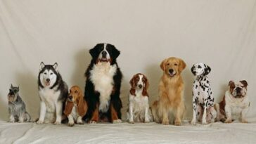 dog breeds-how to choose dog