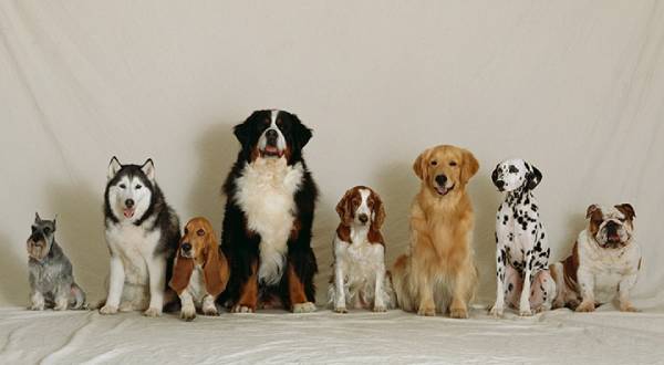 dog breeds-how to choose dog