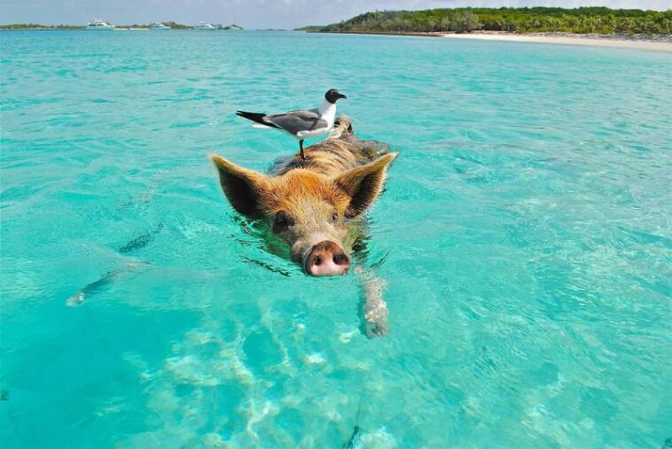 Bahamas Vs Aruba - Which Is a Better Vacation Spot For You
