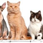 how well do you know about cat breeds