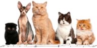 how well do you know about cat breeds