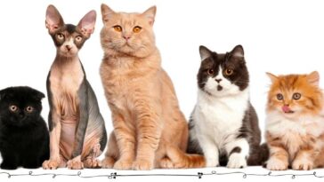 how well do you know about cat breeds