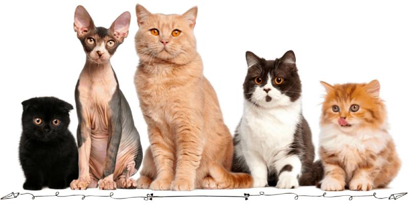 how well do you know about cat breeds