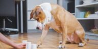 Brain Training for Dogs: Unlocking Your Canine's Full Potential