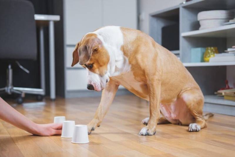 A dog engaged in a brain training activity