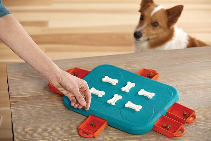 A dog solving a puzzle toy