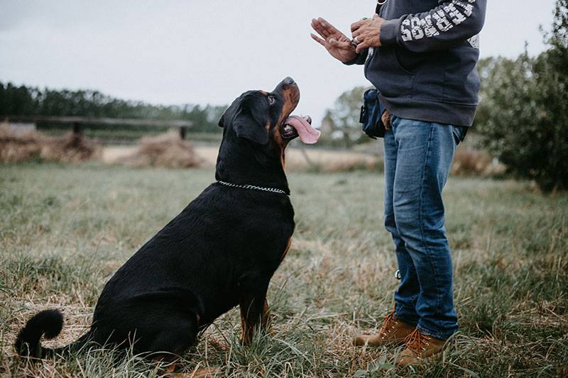A dog owner rewarding their dog during a training session